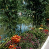Disneyland Adventureland landscaping, September 1957