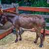 Disneyland Big Thunder Mountain Ranch Reindeer Roundup photo, December 2012
