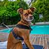 Chateau Marmont Hotel in Hollywood pool area March 2016