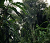 Busch Gardens, Florida photo, Spring 1982