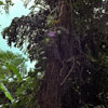 Busch Gardens, Florida photo, Spring 1982