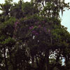 Busch Gardens, Florida photo, Spring 1982