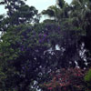 Busch Gardens, Florida photo, Spring 1982