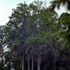 Busch Gardens, Florida photo, Spring 1982