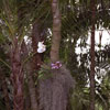 Busch Gardens, Florida photo, Spring 1982