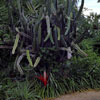 Busch Gardens, Florida photo, Spring 1982