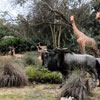 WDW Adventureland Jungle Cruise January 2010