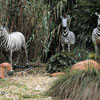 WDW Adventureland Jungle Cruise January 2010