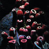 EPCOT The Seas with Nemo and Friends January 2010