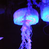EPCOT The Seas with Nemo and Friends January 2010