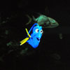 EPCOT The Seas with Nemo and Friends January 2010