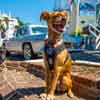 Willis at 8246 Sunset Boulevard, September 2015