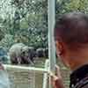 Disneyland Jungle Cruise Elephant Wading Pool, Summer 1963
