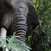 Disneyland Jungle Cruise African Bull Elephant February 2010