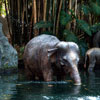 Disneyland Jungle Cruise Elephant pool July 2012