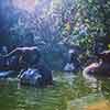 Disneyland Jungle Cruise Elephant Pool, November 1965