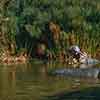 Disneyland Jungle Cruise Hippo pool  September 1958