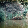 Disneyland Jungle Cruise rain forest, September 3, 1958 photo