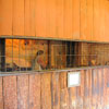 Knotts Berry Farm Ghost Town photo, April 2010
