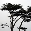 Monterey, California June 2008