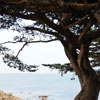 Monterey, California June 2008