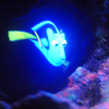 Finding Nemo Submarine Voyage, January 2009