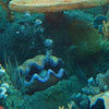Finding Nemo Submarine Voyage May 2012