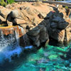 Disneyland Finding Nemo Submarine Voyage photo, January 2012