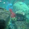 Finding Nemo Submarine Voyage, May 2008