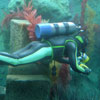 Finding Nemo Submarine Voyage, May 2008