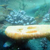 Finding Nemo Submarine Voyage, May 2008