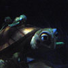 Finding Nemo Submarine Voyage, September 2008
