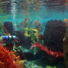 Finding Nemo Submarine Voyage photo, February 2010