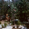 Disneyland Nature's Wonderland, July 1961