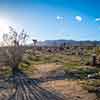 Joshua Tree, January 2023