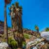 Palm Canyon, May 2019