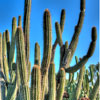 Balboa Park Cactus Garden, November 2012