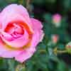 Balboa Park Rose Garden, September 2016
