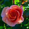 Balboa Park Rose Garden November 2012