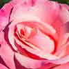 Balboa Park Rose Garden, November 2012