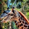San Diego Zoo August 2012