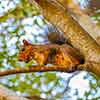 Squirrel, Lafayette Square, Savannah, Georgia, October 2009