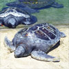 Turtles Summer 1994