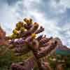 Sedona, Arizona, April 2016