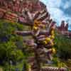 Sedona, Arizona, April 2016