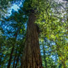Armstrong Redwoods State Natural Reserve photo, July 2013
