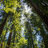 Armstrong Redwoods State Natural Reserve photo, July 2013