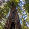 Armstrong Redwoods State Natural Reserve photo, July 2013