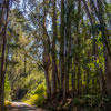 Armstrong Redwoods State Natural Reserve photo, July 2013