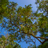 Armstrong Redwoods State Natural Reserve photo, July 2013